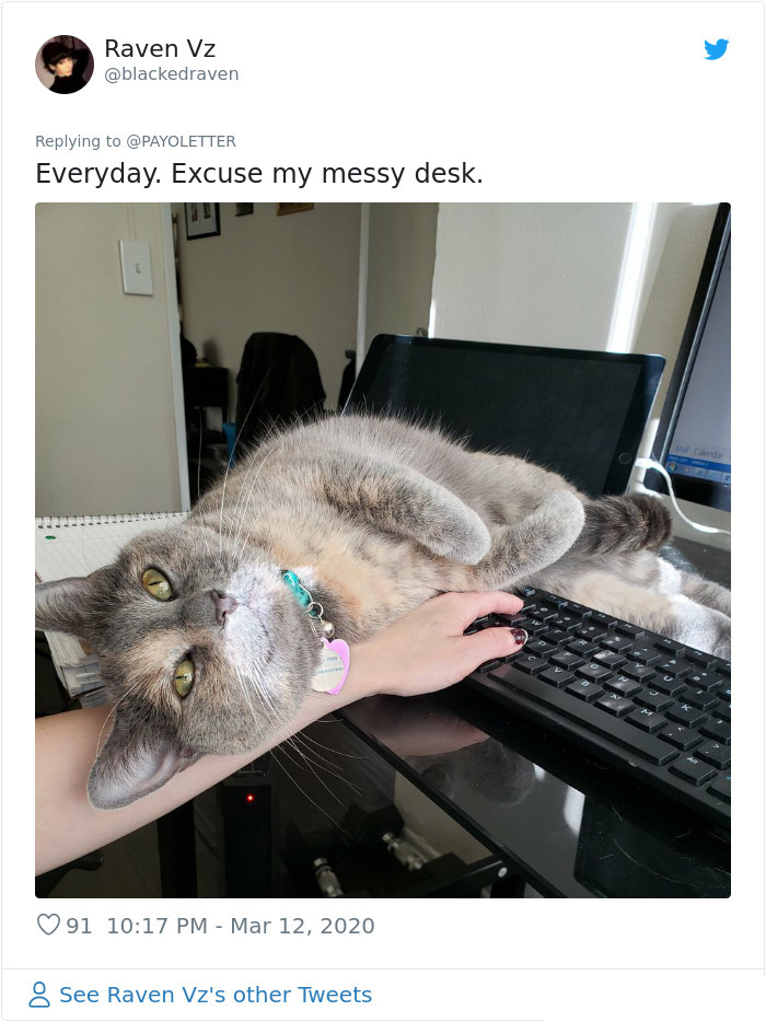 pets coworker quarantine cat lounging on laptop