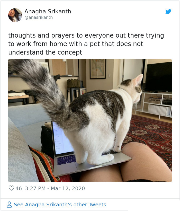 pets coworker quarantine cat on laptop