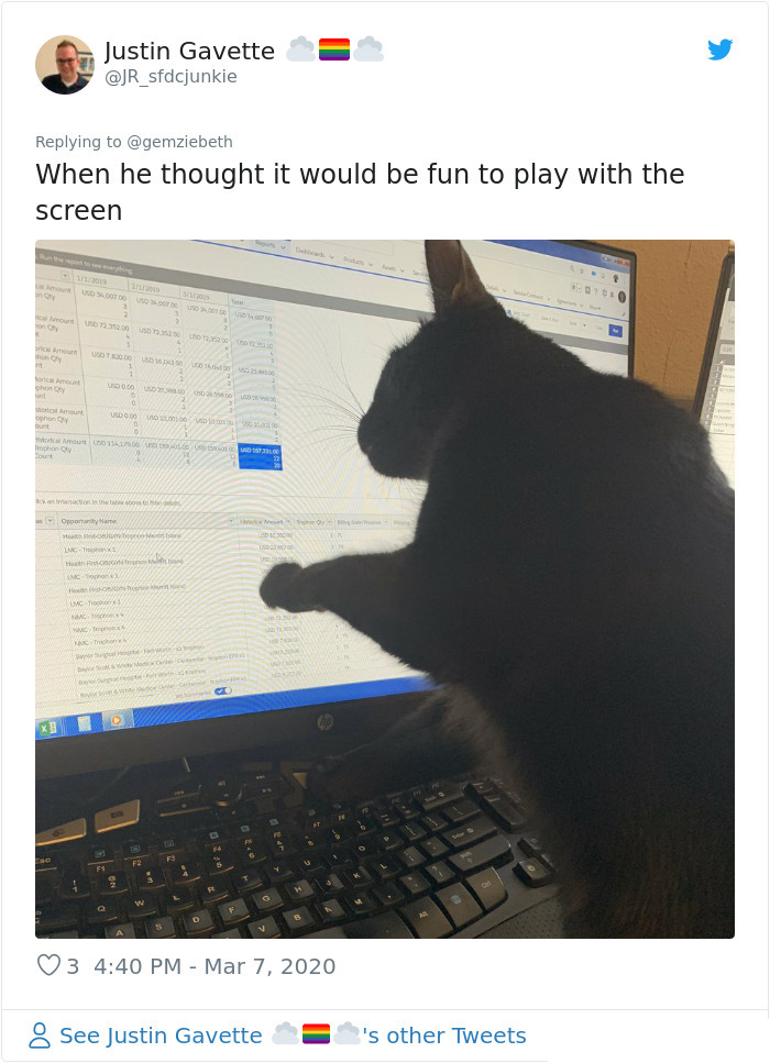 pets coworker quarantine cat playing on computer screen