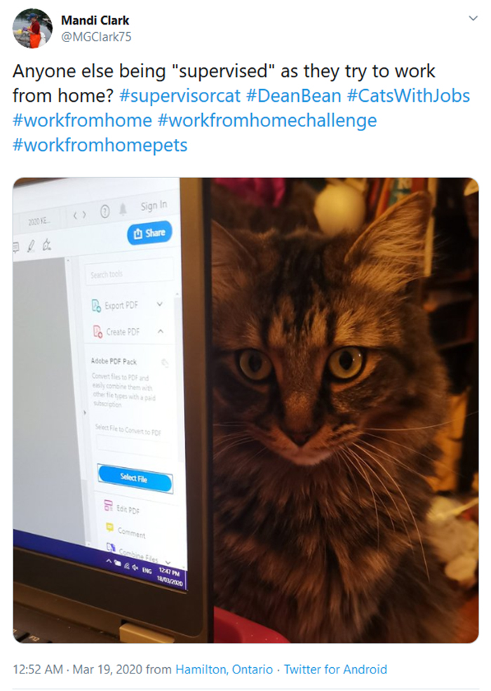 pets coworker quarantine cat supervising work