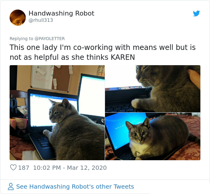 pets coworker quarantine cat thinks she is helpful