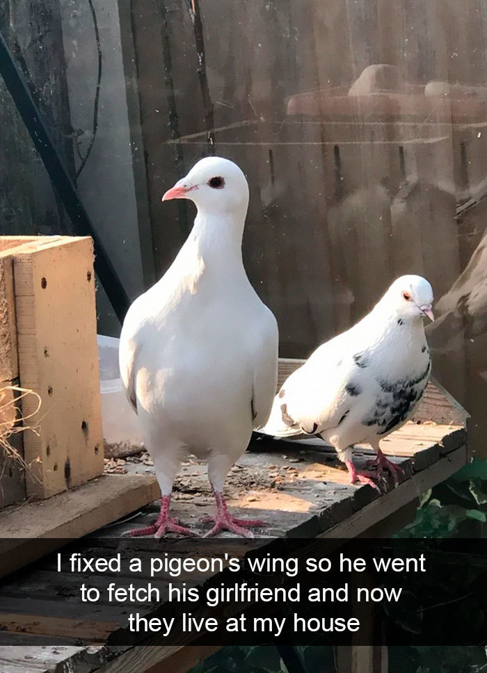 pigeon brought home his girlfriend