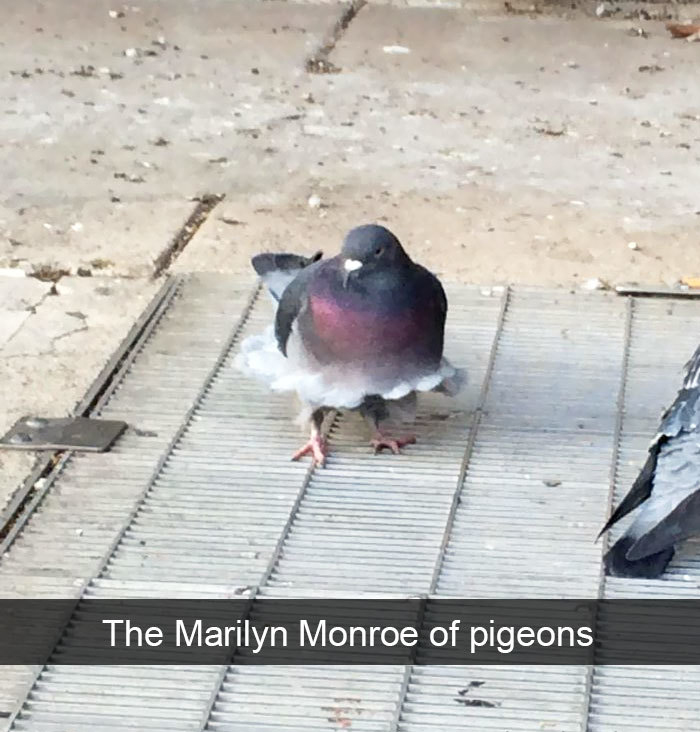 pigeon marilyn monroe