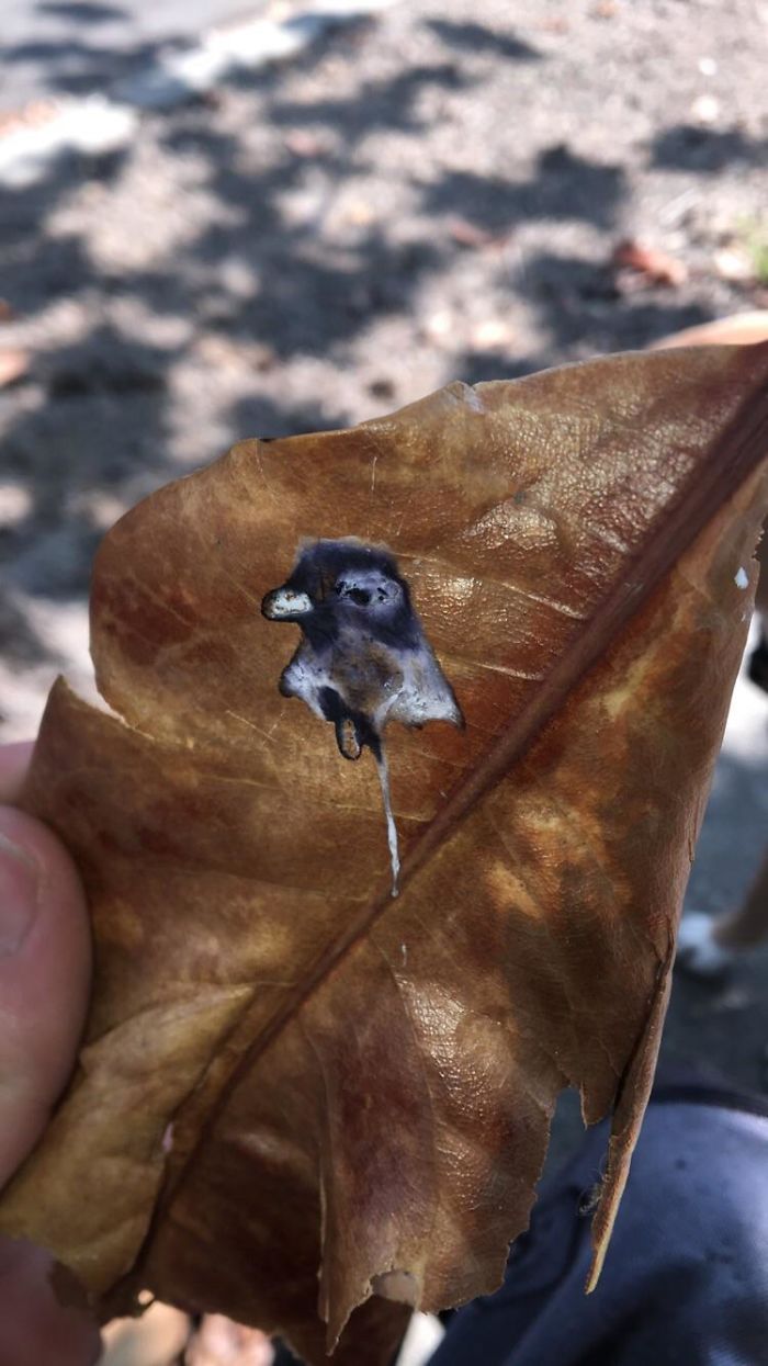 pigeon poops potrait of itself on a leaf