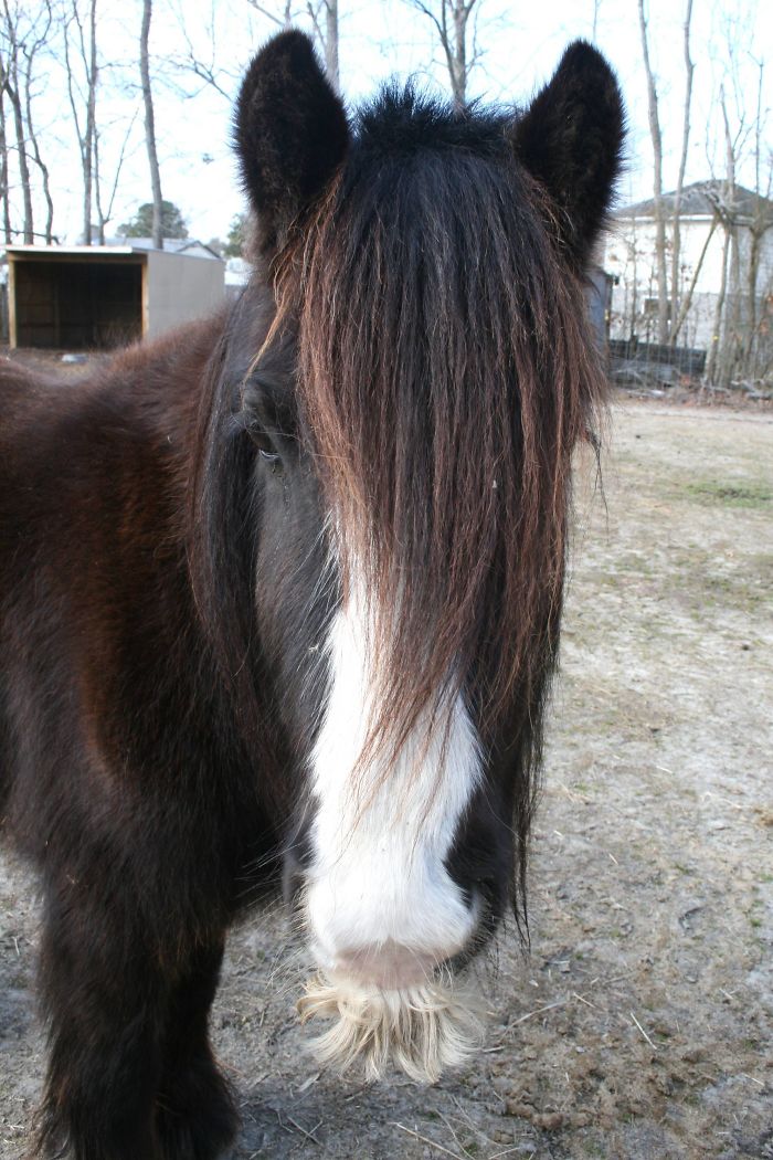 ponies with stylish hair