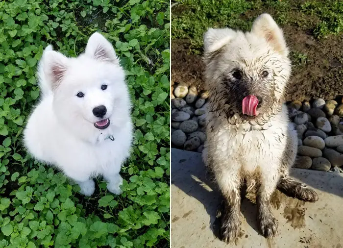 princess the pup licking dirt