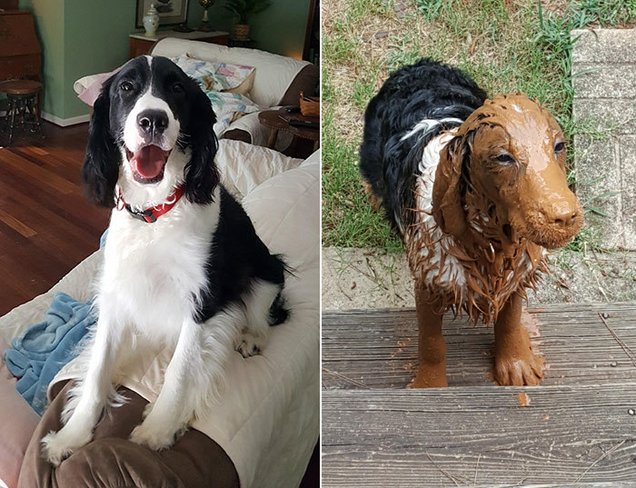 puppy covered in mud