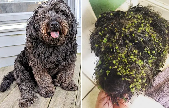 puppy with velcro fur