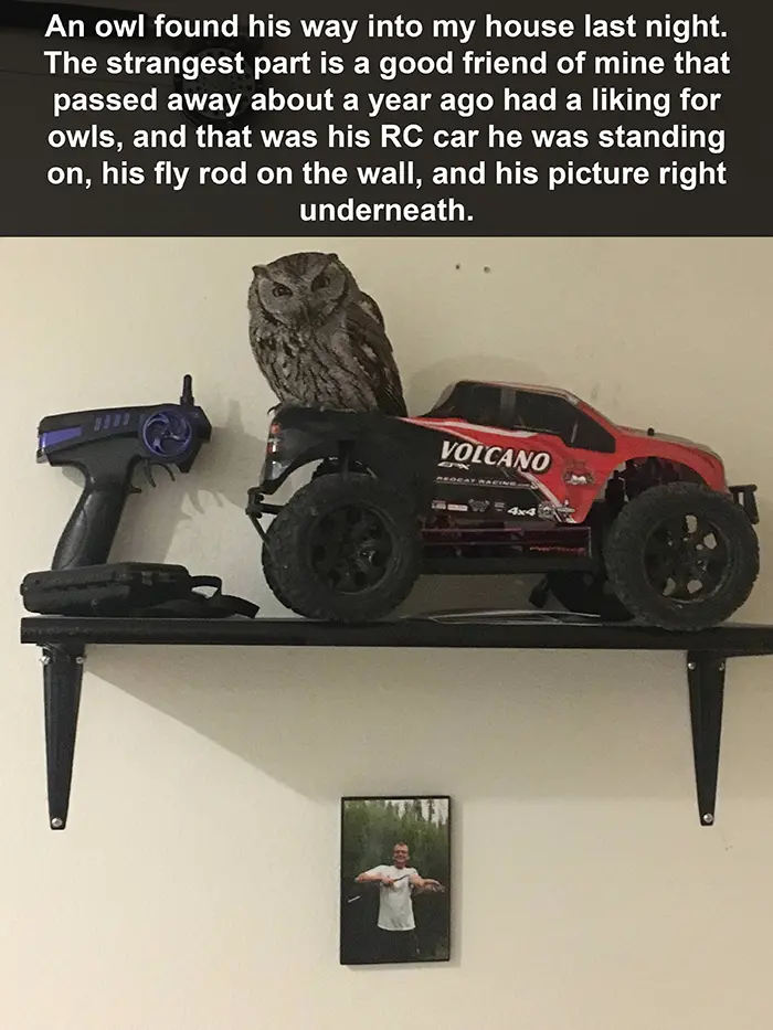 random owl pays respect to the dead
