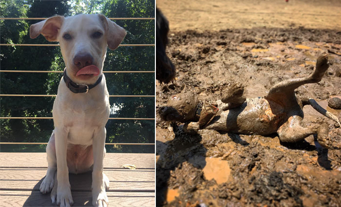 rare pupper rolling in dirty puddle