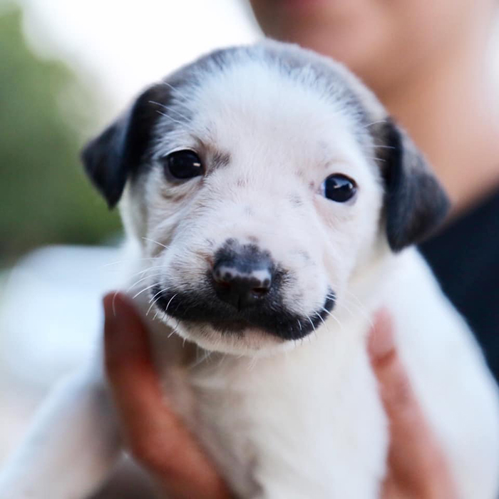 salvador dolly mustache puppy