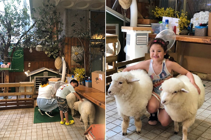 sheep cafe south korea