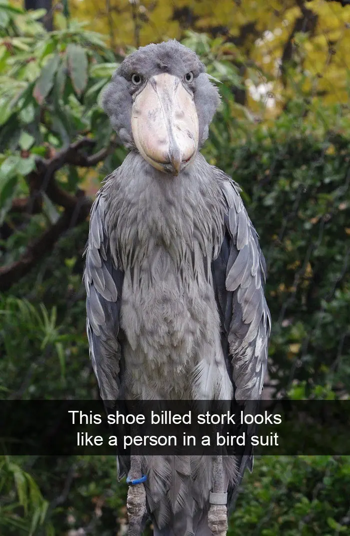 shoe billed stork person in bird suit