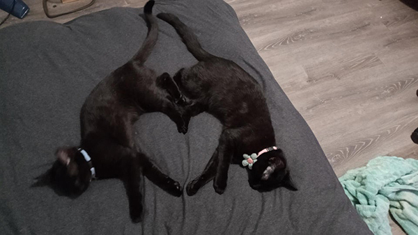 sleeping black cats forming a heart shape