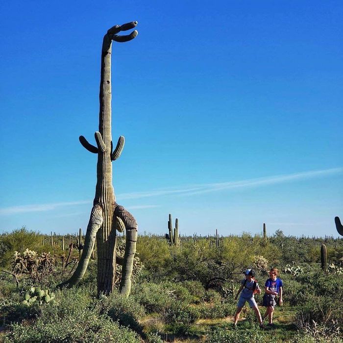t. rex shaped cactus