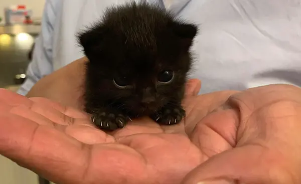 teeny tiny black kitten