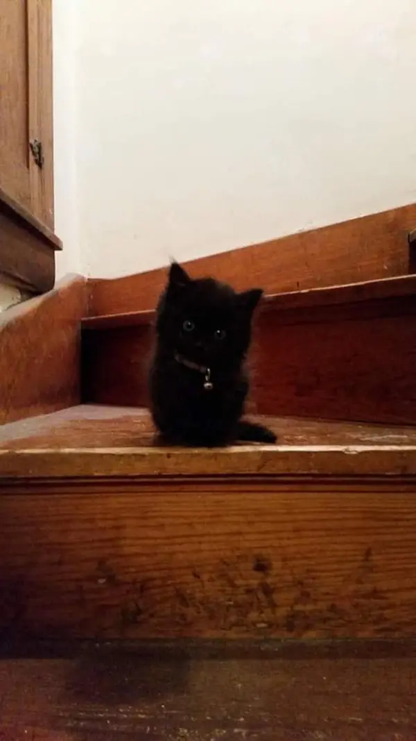 charcoal black kitten sitting on stairs