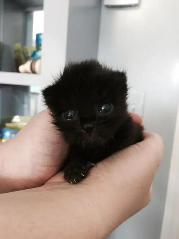 tiny baby kitten