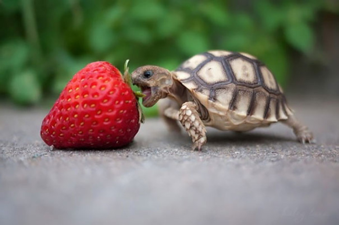 tiny tortoise bites strawberry