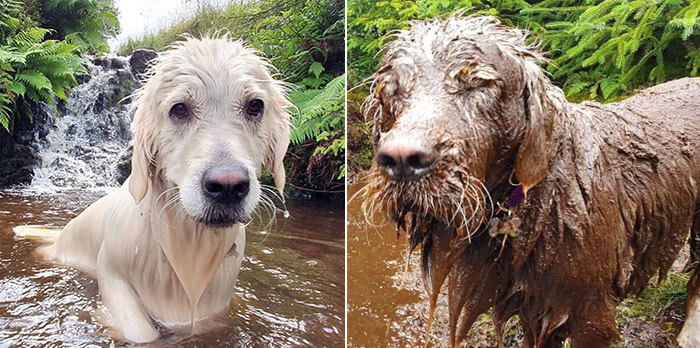 toby the golden retriever loves puddles