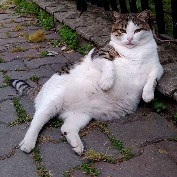 Tombili The Famous Street Cat Of Istanbul Gets Her Own Bronze Statue