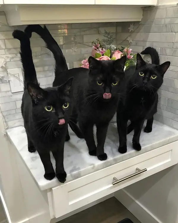 trio of shadow-like felines