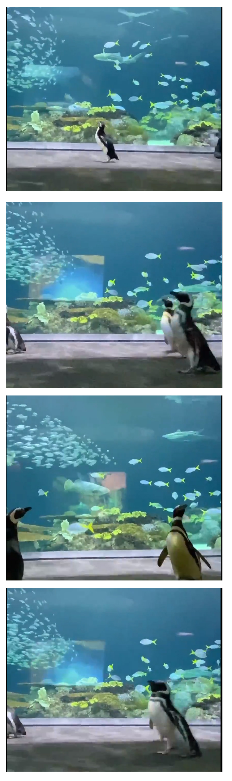 wellington leads a group of penguins through the aquarium premises