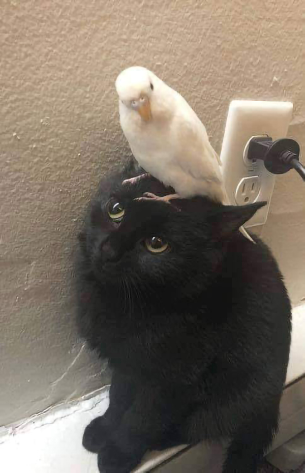 white bird on black cat