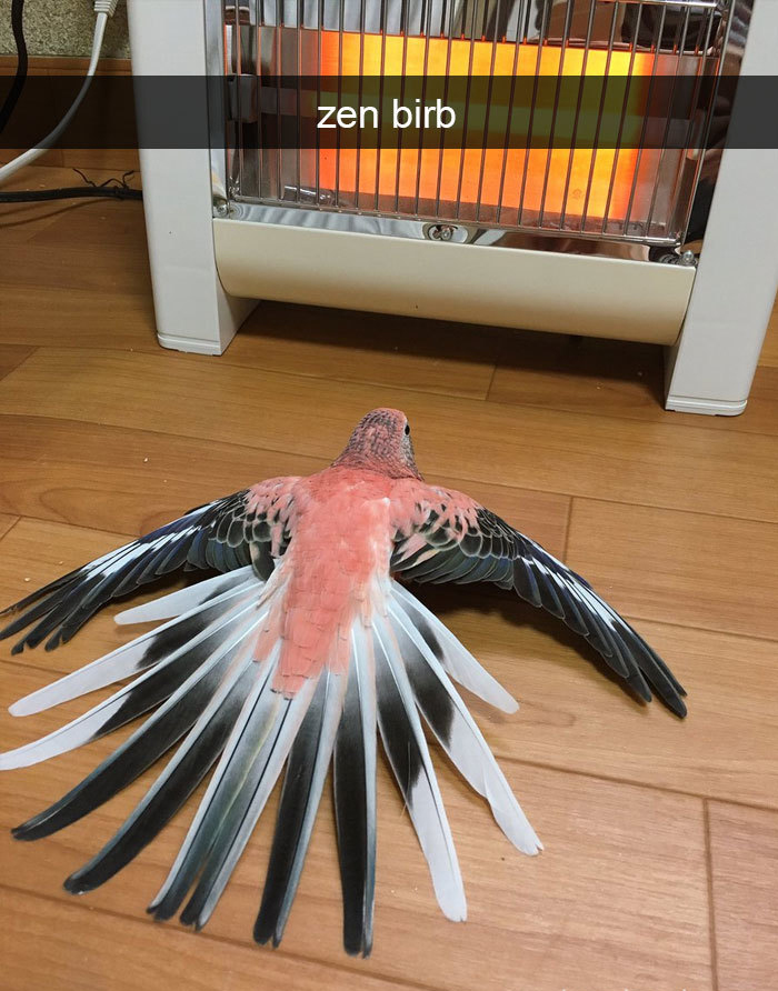 zen birb