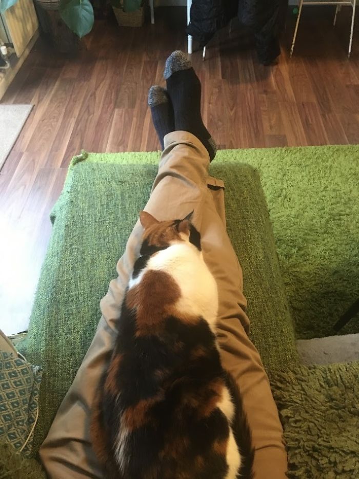 ziggy the cat loves sitting on lap