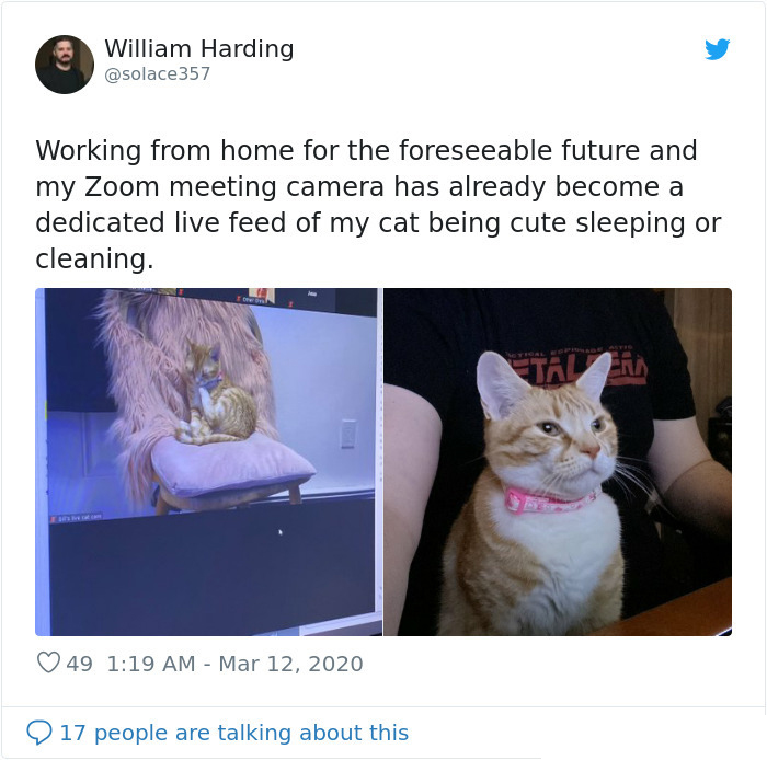 zoom meeting live feed cat