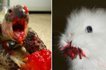 Animals eating berries