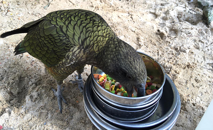 Bird at Paradise Park where Zookeepers Self-isolate