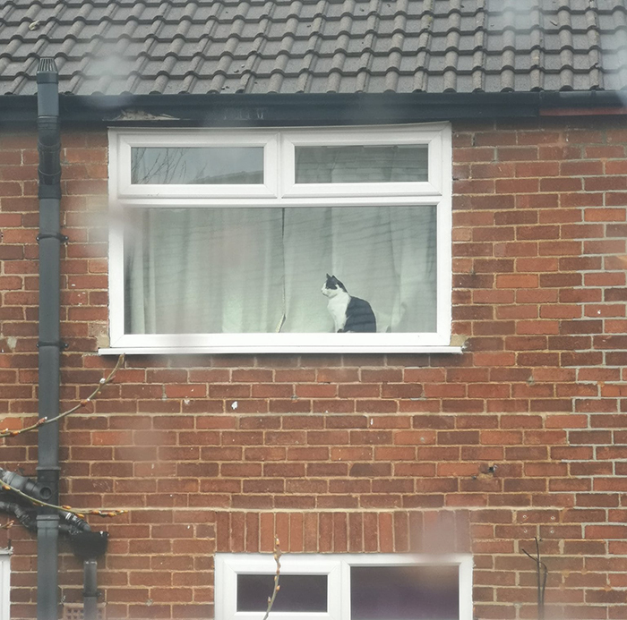 Black and White Cat Sitting by the Window