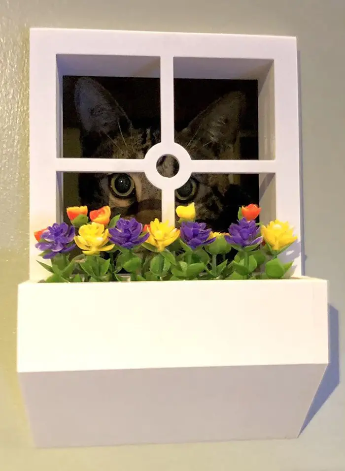 Cat Peeking Through Window