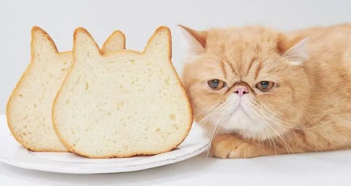 Cat-Shaped Breads