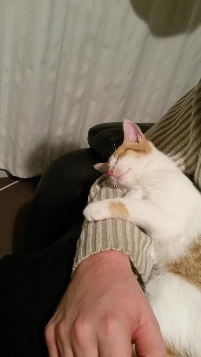 Kitten Sleeping on Human's Arm