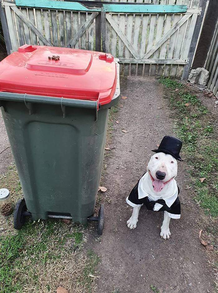 Dressed Up Dog Beside Trash