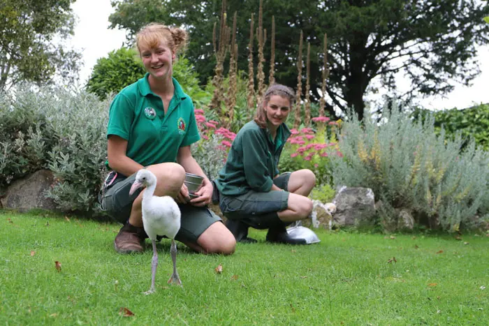 Flamingo Chick at Paradise Park where Zookeepers Self-isolate