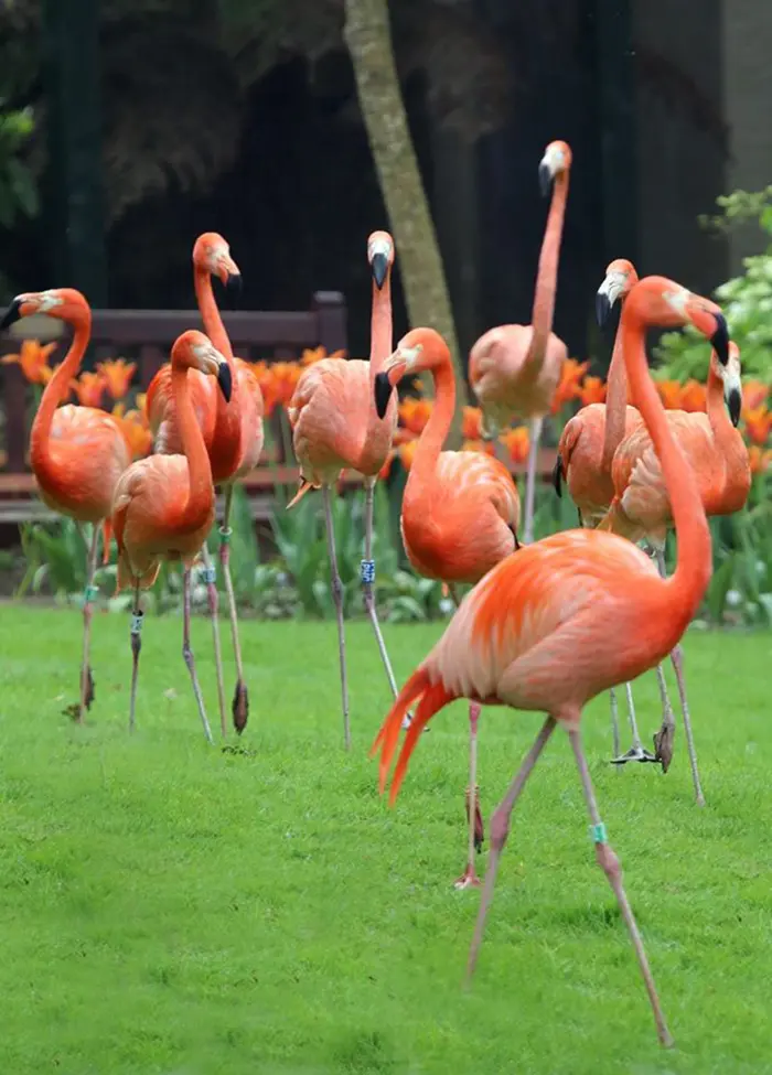 Flamingos at Paradise Park where Zookeepers Self-isolate