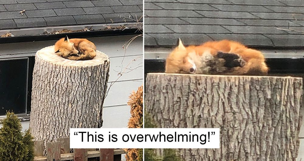 Fox Sleeping On A Tree Stump