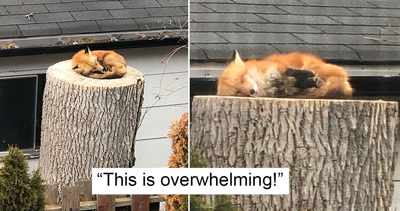 Fox Sleeping On A Tree Stump