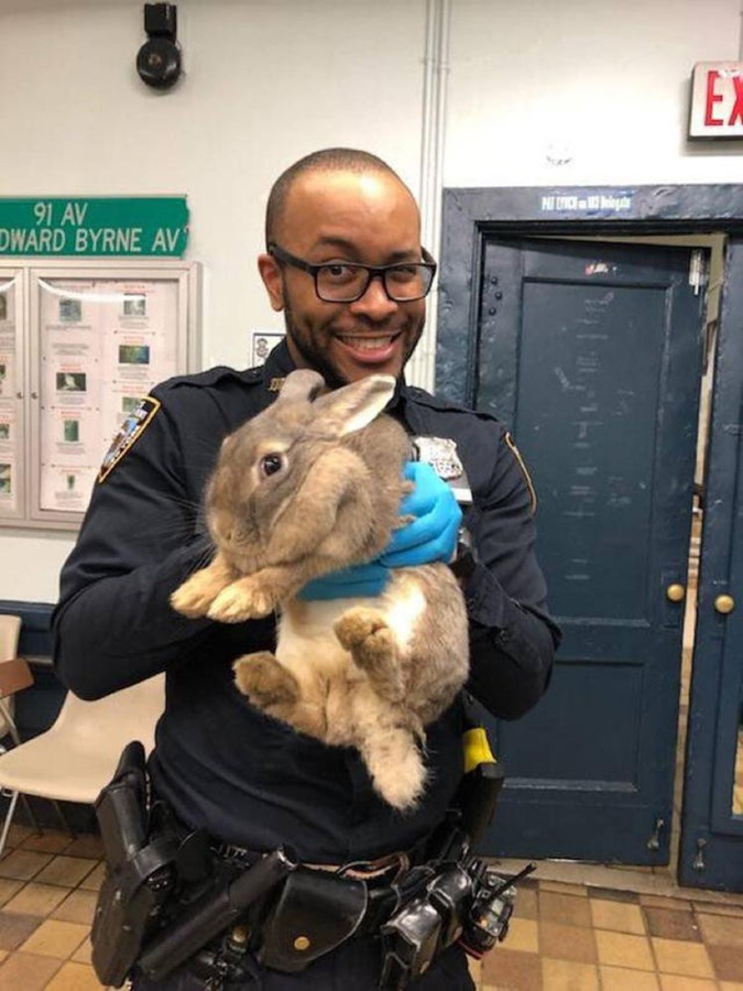 NYPD bunny