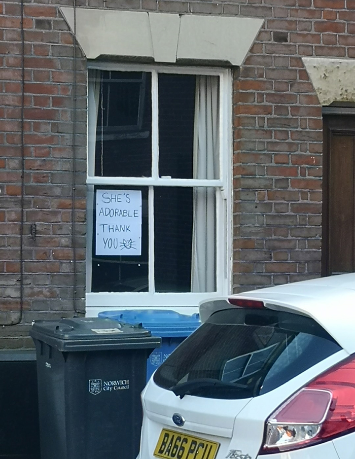 Neighborhood Conversation about Cats Via Window Signs