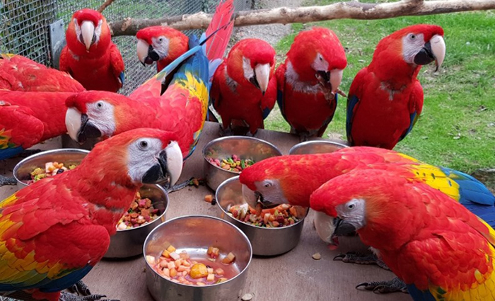 Parrots at Paradise Park where Zookeepers Self-isolate