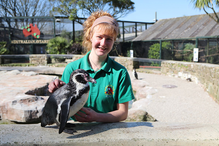 Penguin at Paradise Park where Zookeepers Self-isolate