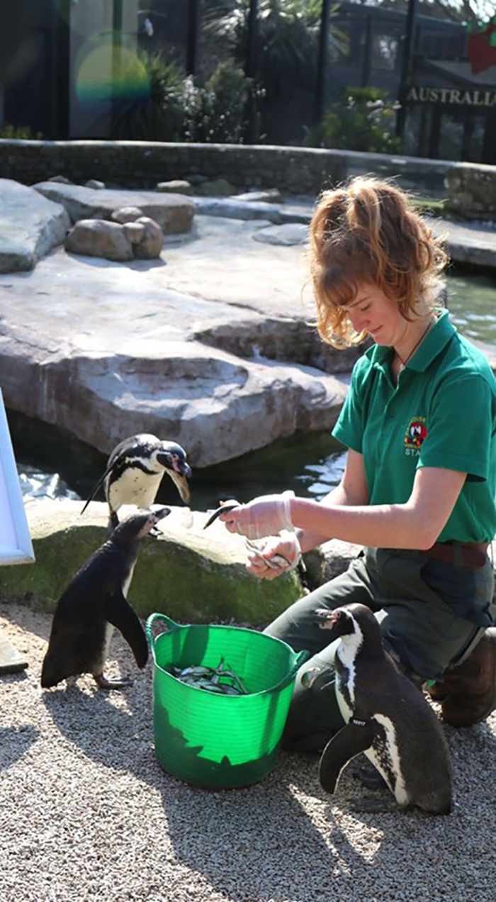 Penguins at Paradise Park where Zookeepers Self-isolate to Take Care of Animals