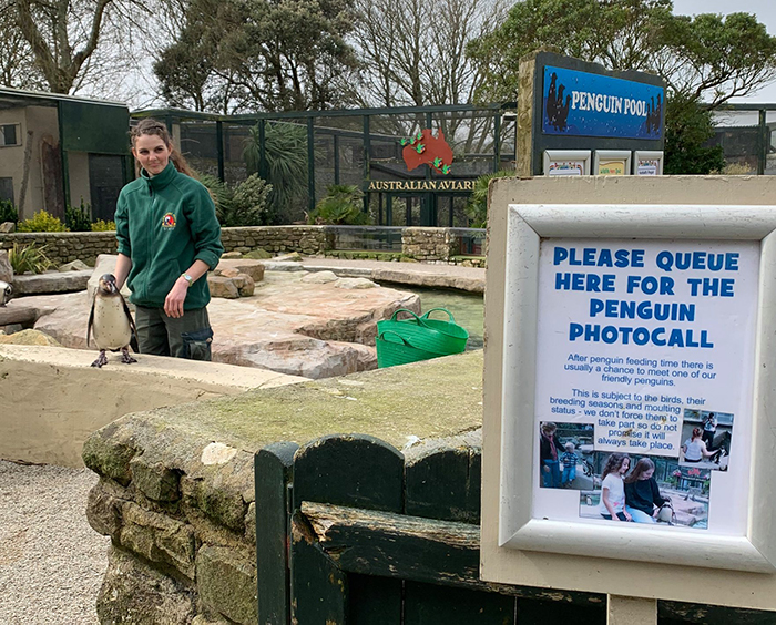 Penguins at Paradise Park where Zookeepers Self-isolate