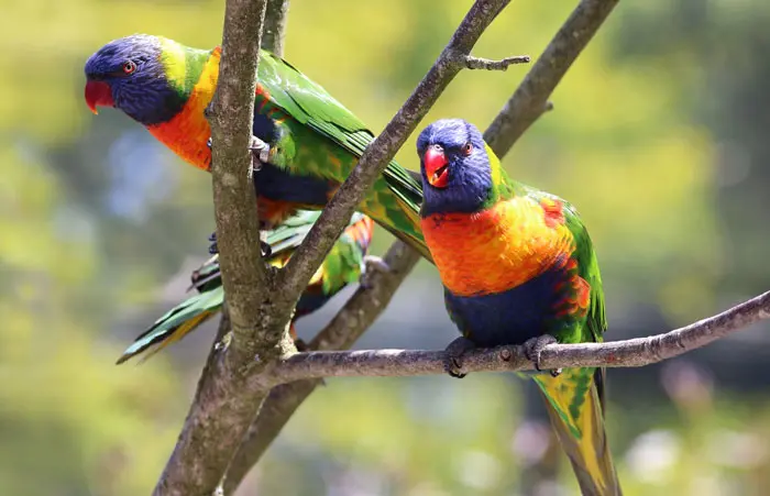 Rainbow Lorikeets at Paradise Park where Zookeepers Self-isolate