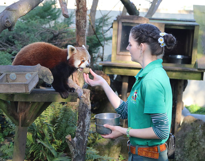 Red Panda at Paradise Park where Zookeepers Self-isolate to Take Care of Animals